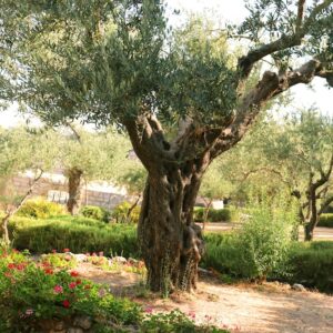 Gethsemane Gethsemane