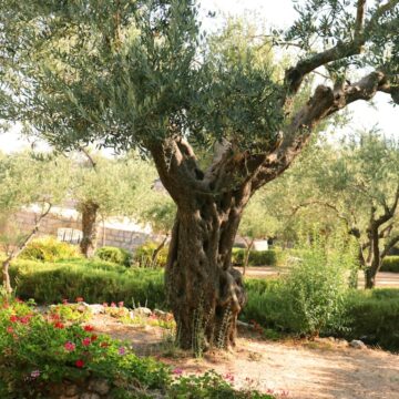 Gethsemane